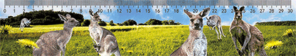 3D Ruler 30cm Aussie Animals Australian Native Designs Lenticular Printed - fair-dinkum-gifts