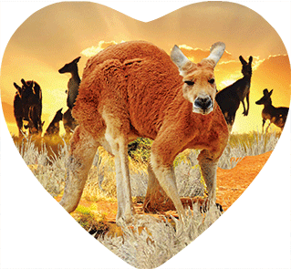 3D Heart Magnets Aussie Animals Australian Themes Fridge Magnets Love Hearts - fair-dinkum-gifts