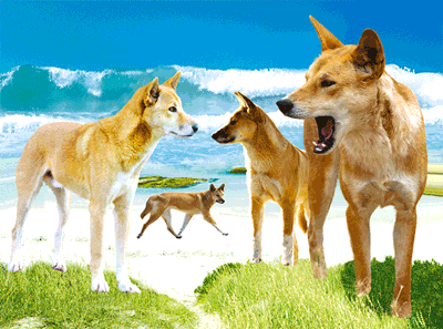 3D Placemats Pack of 2 Australia 3D Lenticular Printed Aussie Animals Wildlife Designs - fair-dinkum-gifts