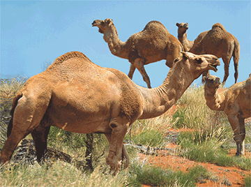 3D Placemats Pack of 2 Australia 3D Lenticular Printed Aussie Animals Wildlife Designs - fair-dinkum-gifts