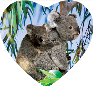 3D Heart Magnets Aussie Animals Australian Themes Fridge Magnets Love Hearts - fair-dinkum-gifts