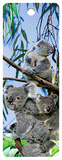 Pack of 5 x 3D Bookmarks LENTICULAR Book Marks Aussie Australian Theme Animals Souvenirs - fair-dinkum-gifts