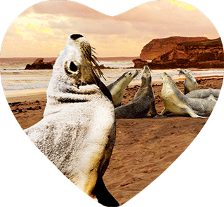 3D Heart Magnets Aussie Animals Australian Themes Fridge Magnets Love Hearts - fair-dinkum-gifts