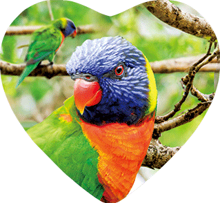 3D Heart Magnets Aussie Animals Australian Themes Fridge Magnets Love Hearts - fair-dinkum-gifts