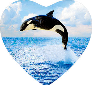 3D Heart Magnets Aussie Animals Australian Themes Fridge Magnets Love Hearts - fair-dinkum-gifts