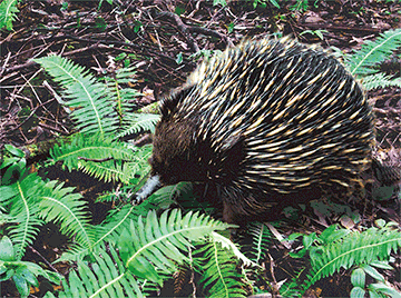 3D Placemats Pack of 2 Australia 3D Lenticular Printed Aussie Animals Wildlife Designs - fair-dinkum-gifts