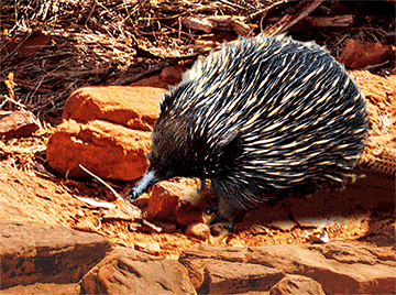 3D Placemats Pack of 2 Australia 3D Lenticular Printed Aussie Animals Wildlife Designs - fair-dinkum-gifts