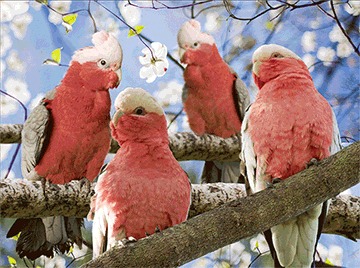 3D Placemats Pack of 2 Australia 3D Lenticular Printed Aussie Animals Wildlife Designs - fair-dinkum-gifts