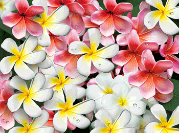 3D Placemats Pack of 2 Australia 3D Lenticular Printed Aussie Animals Wildlife Designs - fair-dinkum-gifts