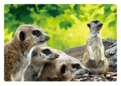 3D Magnets Group 3 - fair-dinkum-gifts