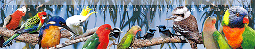 3D Ruler 30cm Aussie Animals Australian Native Designs Lenticular Printed - fair-dinkum-gifts