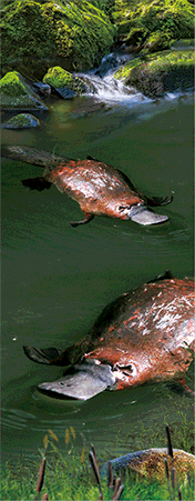 Pack of 5 x 3D Bookmarks LENTICULAR Book Marks Aussie Australian Theme Animals Souvenirs - fair-dinkum-gifts