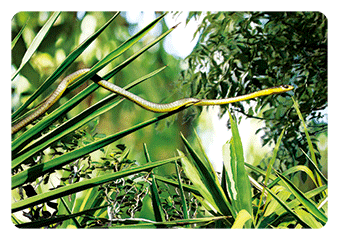 3D Magnets Group 3 - fair-dinkum-gifts