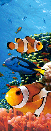 Pack of 5 x 3D Bookmarks LENTICULAR Book Marks Aussie Australian Theme Animals Souvenirs - fair-dinkum-gifts