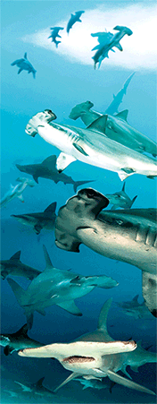 Pack of 5 x 3D Bookmarks LENTICULAR Book Marks Aussie Australian Theme Animals Souvenirs - fair-dinkum-gifts