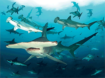 3D Placemats Pack of 2 Australia 3D Lenticular Printed Aussie Animals Wildlife Designs - fair-dinkum-gifts