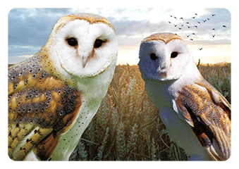 3D Magnets Group 3 - fair-dinkum-gifts