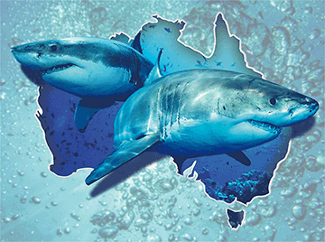 3D Placemats Pack of 2 Australia 3D Lenticular Printed Aussie Animals Wildlife Designs - fair-dinkum-gifts