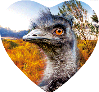 3D Heart Magnets Aussie Animals Australian Themes Fridge Magnets Love Hearts - fair-dinkum-gifts