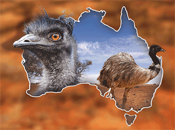 3D Placemats Pack of 2 Australia 3D Lenticular Printed Aussie Animals Wildlife Designs - fair-dinkum-gifts