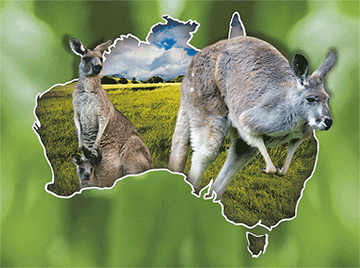 3D Placemats Pack of 2 Australia 3D Lenticular Printed Aussie Animals Wildlife Designs - fair-dinkum-gifts