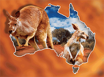 3D Placemats Pack of 2 Australia 3D Lenticular Printed Aussie Animals Wildlife Designs - fair-dinkum-gifts