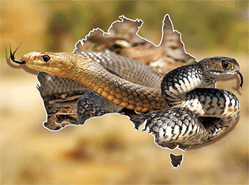 3D Placemats Pack of 2 Australia 3D Lenticular Printed Aussie Animals Wildlife Designs - fair-dinkum-gifts