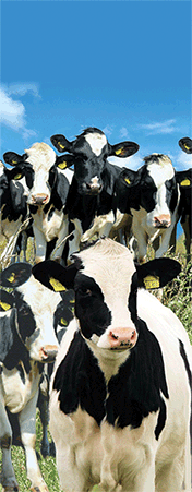 Pack of 5 x 3D Bookmarks LENTICULAR Book Marks Aussie Australian Theme Animals Souvenirs - fair-dinkum-gifts