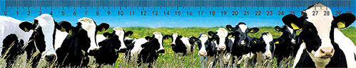 3D Ruler 30cm Aussie Animals Australian Native Designs Lenticular Printed - fair-dinkum-gifts