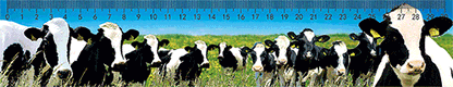 3D Ruler 30cm Aussie Animals Australian Native Designs Lenticular Printed - fair-dinkum-gifts