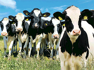 3D Placemats Pack of 2 Australia 3D Lenticular Printed Aussie Animals Wildlife Designs - fair-dinkum-gifts