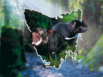 3D Placemats Pack of 2 Australia 3D Lenticular Printed Aussie Animals Wildlife Designs - fair-dinkum-gifts