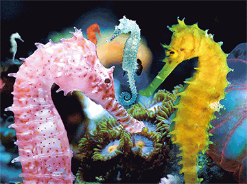 3D Placemats Pack of 2 Australia 3D Lenticular Printed Aussie Animals Wildlife Designs - fair-dinkum-gifts