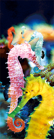 Pack of 5 x 3D Bookmarks LENTICULAR Book Marks Aussie Australian Theme Animals Souvenirs - fair-dinkum-gifts