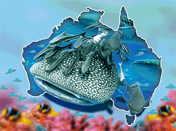 3D Placemats Pack of 2 Australia 3D Lenticular Printed Aussie Animals Wildlife Designs - fair-dinkum-gifts