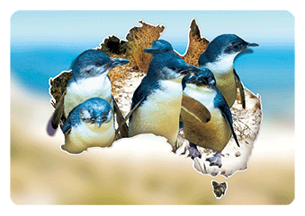 3D Magnets Group 3 - fair-dinkum-gifts