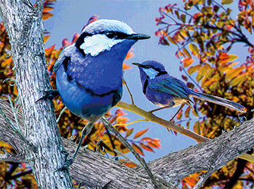 3D Placemats Pack of 2 Australia 3D Lenticular Printed Aussie Animals Wildlife Designs - fair-dinkum-gifts