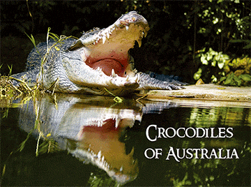 3D Placemats Pack of 2 Australia 3D Lenticular Printed Aussie Animals Wildlife Designs - fair-dinkum-gifts