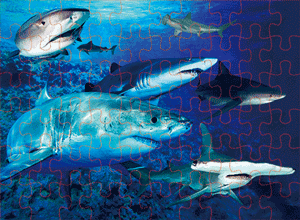 3D Jigsaw Puzzles Tins 60pc Aussie Animals Australian Games **NEW - JUST ARRIVED** - fair-dinkum-gifts