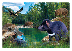 3D Magnets Group 3 - fair-dinkum-gifts