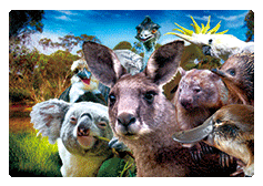 3D Magnets Group 1 - fair-dinkum-gifts