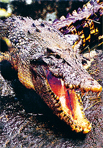 3D Postcard Aussie Themes Australian Animals Souvenir Group 3 - fair-dinkum-gifts