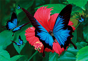 3D Postcard Aussie Themes Australian Animals Souvenir Group 1 - fair-dinkum-gifts