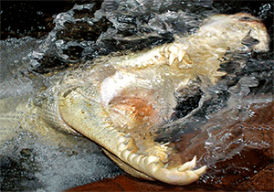 3D Postcard Aussie Themes Australian Animals Souvenir Group 3 - fair-dinkum-gifts