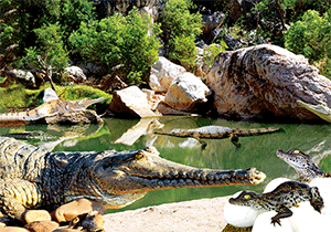 3D Postcard Aussie Themes Australian Animals Souvenir Group 3 - fair-dinkum-gifts