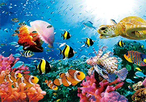 3D Postcard Aussie Themes Australian Animals Souvenir Group 3 - fair-dinkum-gifts