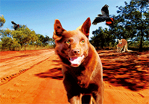 3D Postcard Aussie Themes Australian Animals Souvenir Group 1 - fair-dinkum-gifts