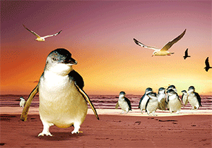 3D Postcard Aussie Themes Australian Animals Souvenir Group 1 - fair-dinkum-gifts