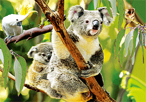 3D Postcard Aussie Themes Australian Animals Souvenir Group 3 - fair-dinkum-gifts