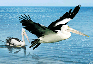 3D Postcard Aussie Themes Australian Animals Souvenir Group 3 - fair-dinkum-gifts